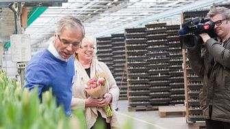 Sveriges första klimatkompenserade tulpaner visar vägen för framtidens blommor