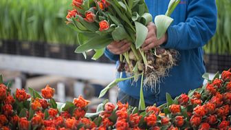 Tulpaner och prydnadsväxter märkta med Från Sverige är odlade i Sverige av duktiga trädgårdsmästare. 
