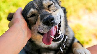 Forskare vid Linköpings universitet studerar hur interaktionen mellan hund och människa är kopplad till hundars välmående. Foto: Nataba/iStock