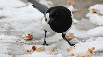  COMMENT: In defence of magpies: the bird world’s bad boy is simply misunderstood