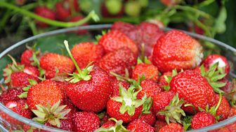 Genrebild jordgubbar. Foto: Shutterstock