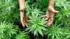 „Cannabiskonsum kontra Verkehrssicherheit“ Expertendiskussion
