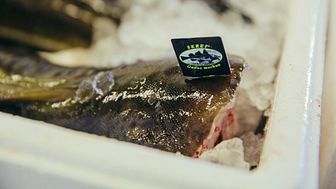 Quality labelled skrei from Norway