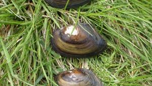 Forskning: Låg förekomst av musslor i Göta älv visar på oroväckande miljöpåverkan