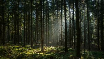 Scandic menee metsään – Johtajuutta kehitetään Evon Johtajatulilla
