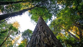 Verdens højeste træ hedder Hyperion og står i Californien - det er over 115 meter højt og tilhører arten rødtræ (Sequoia sempervirens), men kun fem procent af de oprindelige skove står stadig. Foto af Shutterstock.