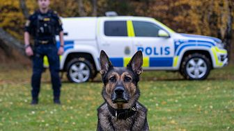 Årets polishund Izor tillsammans med sin förare Erik Karlsson. Foto: Måns Engelbrektsson
