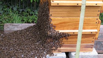 Nahaufnahme des Bienenvolkes mit 20.000 Bienen am DOYMA-Bienenhaus