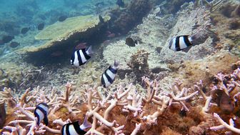 Korallrev utanför Mauritius kust. Foto: Hadrien Gourlé