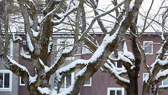 Vinterklädda träd med hyreshus i bakgrunden.
