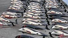 1.428 getötete Weisseitendelfine auf den Färöer-Inseln