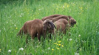 Goetheanum-Gartenpark: Neu weiden hier auch Schafe 
