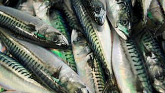 Tollsatsene på fryst makrell reduseres i Kina