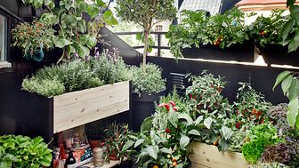 Plantagenin ready to pick -taimivalikoiman avulla syötävien kasvien istuttaminen onnistuu entistäkin helpommin