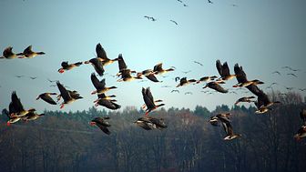 Flyttfåglar genrebild. Foto: Pixabay