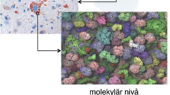 Cellens molekylära liv