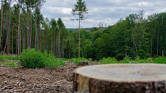 Fram till 2030 finns stor outnyttjad potential hos den svenska skogen. Foto: Pixabay