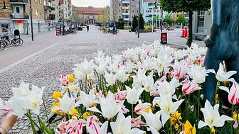 Tyck till om Hässleholms stadskärna
