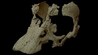 Med hjälp av synkrotronröntgen har forskarna skapat en bild av kraniet från ett sauropod-embryo, inklusive de delar som var inbäddade i sten.