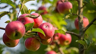 På von Echstedtska gården finns en genbank med 26 värmländska äppelsorter. Provsmaka och beställ ett träd till din trädgård!
