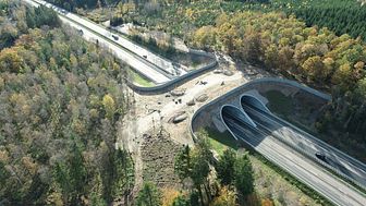 Att bygga en ekodukt har inneburit ovanliga frågeställningar i projektet, som till exempel hur man gör en bro som älgar väljer att gå över. Foto: Trafikverket 