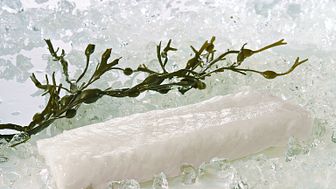 Norwegian Skrei cod filet on ice