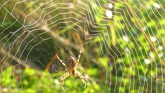 Vägen till konstgjord spindeltråd allt kortare