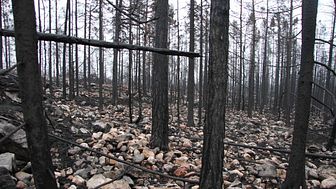 Med branden i Hälleskogsbrännan försvann nästan all organisk jord vilket gav stora kolutsläpp till atmosfären. Så här kunde det se ut tre månader efter branden. Foto: Joachim Strengbom