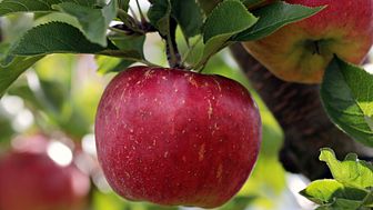 Apfel am Baum (Foto: CC0 Creative Commons via pixabay com)