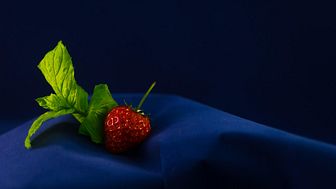 Grönska levererar svenska jordgubbar - mitt i vintern
