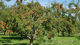 ​Riksförbundet Svensk Trädgård lanserar Äpplets Dag  – med fokus på svenska äpplen och äppelträd