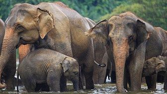 Family of Asian Elephants ©STAE