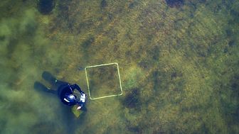 Snorklare har följt upp planteringen och det har visat sig att antalet ålgrässkott ökat från 80 000 till 176 400. Foto: Eduardo Infantes.