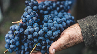 Ny rapport synliggör allvarliga risker för människorättskränkningar inom den italienska vinindustrin