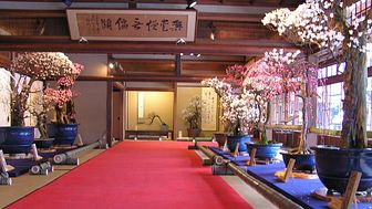 Bonsai Festival in Nagahama, Shiga Prefecture