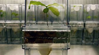 För att skilja på mikroorganismer från frö och omgivning använde forskarteamet en ny teknik för att odla ekplantor i ett mikrobfritt tillstånd, där bladen hålls åtskilda från rötterna. Foto: Ahmed Abdelfattah