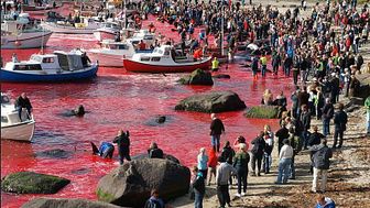 Walmassaker auf den Färöer-Inseln