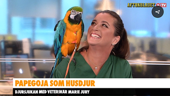Marie Jury från Väsby Djursjukhus tillsammans med papegojan Kompis