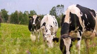 Mjölkproduktion där kor får beta på åkrar med varierade landskap gynnar många växter och djur. Det framgår av en ny rapport från Norrmejerier. Foto: Jan Lindmark.