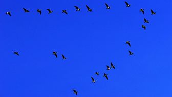 Genrebild flyttfåglar. Foto: Pixabay.