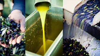 ​Koncentrerad, kraftfull och knallgrön – nu kommer årets olivolja från Terreno