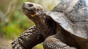 Restoring the giant Galápagos tortoise is one of several Galápagos Conservancy projects Hurtigruten Expeditions will support.