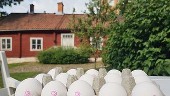 Ägg är den mest klimatsmarta proteinkällan – enligt svenska folket 