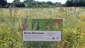Kooperationsprojekt „Bunte Biomasse“ zieht positive Jahresbilanz 2019