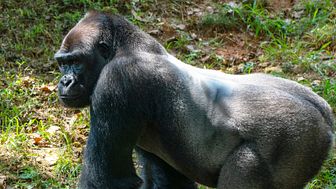 Bland högriskarterna finns många utrotningshotade arter, såsom flera apor. På bilden västlig låglandsgorilla. Foto: Smithsonian’s National Zoo and Conservation Biology Institute
