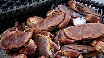 Scotland produces what the Chinese crave: brown crabs – delivered fresh, not frozen 