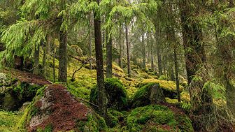 Scents reveal which forests are of high biodiversity value and need protection