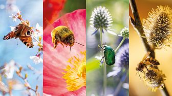 Fotoutställningen SURR! med pollinatörer fångade av fotograf Lena Granefelt och skapad av Pollinera Sverige.