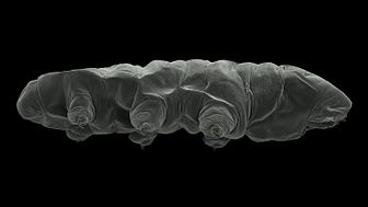 Nydöpta tardigraden Xerobiotus gretae sedd från sidan, och som har fått sitt namn efter klimataktivisten Greta Thunberg.