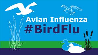 avian-influenza.jpg